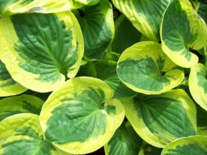 Funkia ‘Brim Cup’ (Hosta)